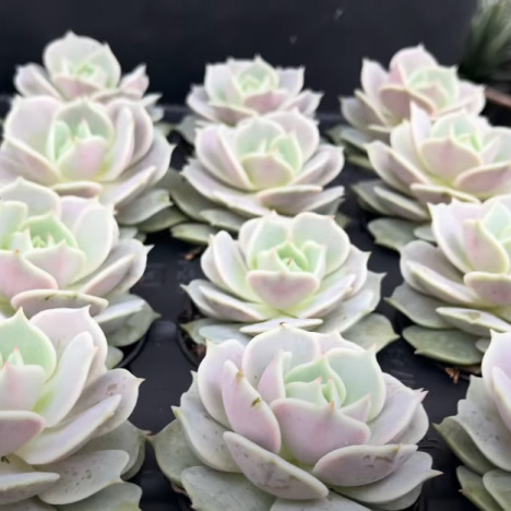 Hidden Plant Shopping Spot – You NEED to See This! 🤗MISSISSAUGA GREENHOUSE🤗