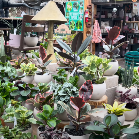 Jade Gardens REOPENED… and What I Saw Left Me Speechless (Plant Shopping 🤗)