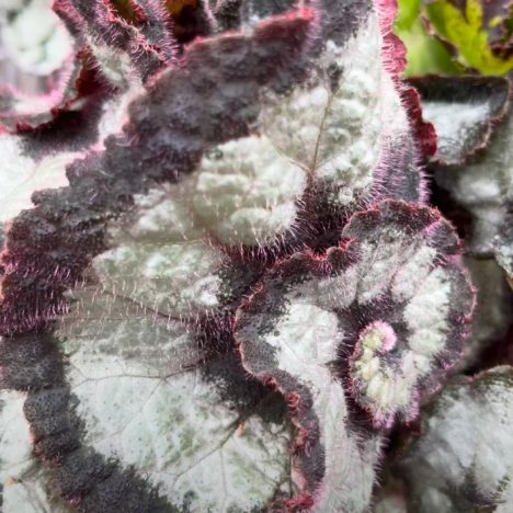 🔔The Toronto Botanical Garden Spring Plant Sale 2025 – PLUS the African Violet Sale!