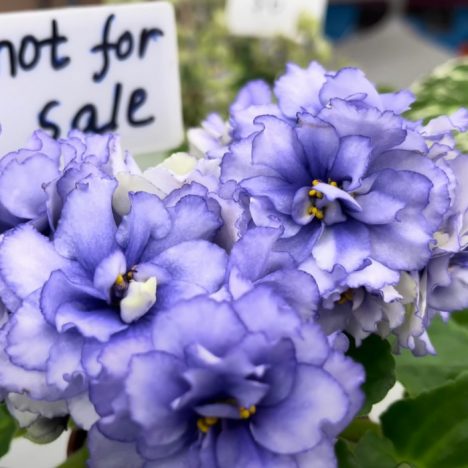 🌸 Event Alert: The Toronto Flower Market is Back for 2025! 🌿