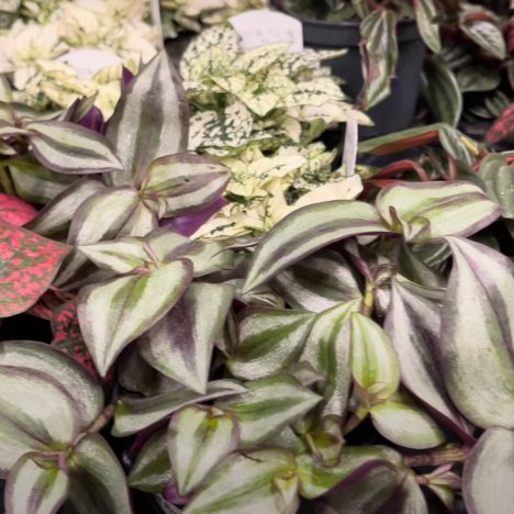 I Went to an African Violet Sale — Here’s What I Saw!👀 (Plant Shopping @ TAVGS Spring Sale)
