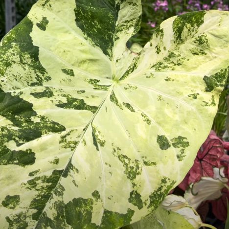 👀 Sneak Peek Inside Home Depot’s Spring Plant Inventory!