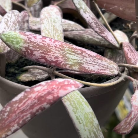 🌸 Greenhouse Heaven: Come Plant Shopping With Me! (Plant Shopping @ Vandermeer)