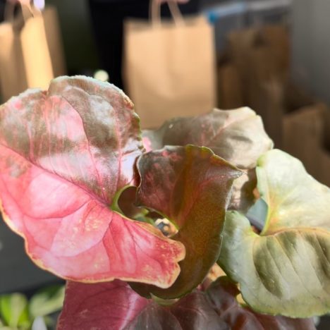 They Restocked AGAIN?! | What’s New at Mississauga Greenhouses 🌿 (Plant Shopping 👌🏽)
