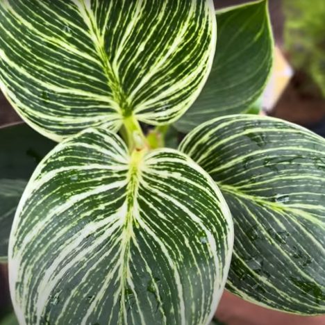 They Restocked AGAIN?! | What’s New at Mississauga Greenhouses 🌿 (Plant Shopping 👌🏽)