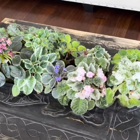 They Finally Got THAI CONSTELLATION… But I Was Too Late! (Plant Shopping 😳)