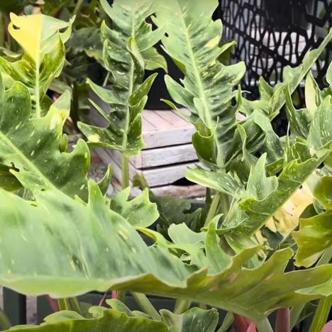 Come Plant Shopping With Me, Niagara’s Best Kept Secret | Rice Road Greenhouses 👀