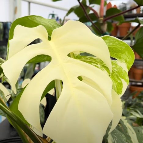 I Finally Found My Wishlist Hoya… for Just $22! (Plant Shopping @ The Watering Can)