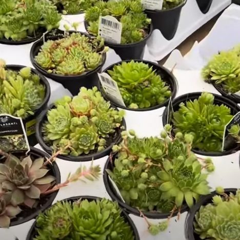 Jade Gardens Part 2 – You Asked for It, I Delivered! 🌱(Plant Shopping)