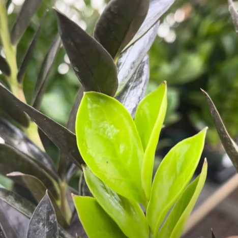 First Time Seeing These Plants at Heeman’s! 😍 ( Plant Shopping 🤗)
