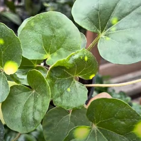 Jade Gardens Part 2 – You Asked for It, I Delivered! 🌱(Plant Shopping)