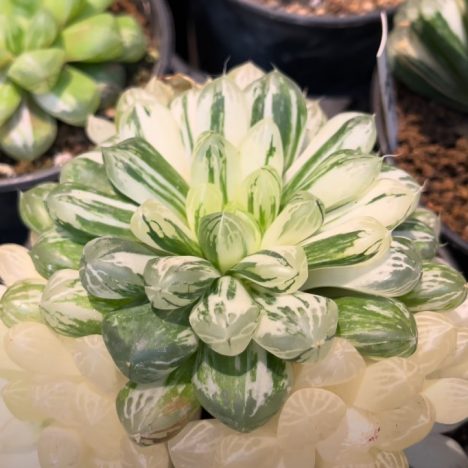 🏆 This Annual Show Is THE Place to See Epic Cactus and Succulent Specimens! (Toronto Cactus Club) P2