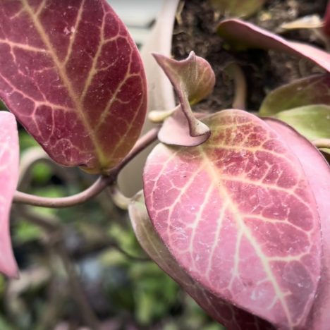 Why Everyone Is Obsessed With This GTA Garden Center | Plant Shopping @ VALLEYVIEW Gardens 🤗