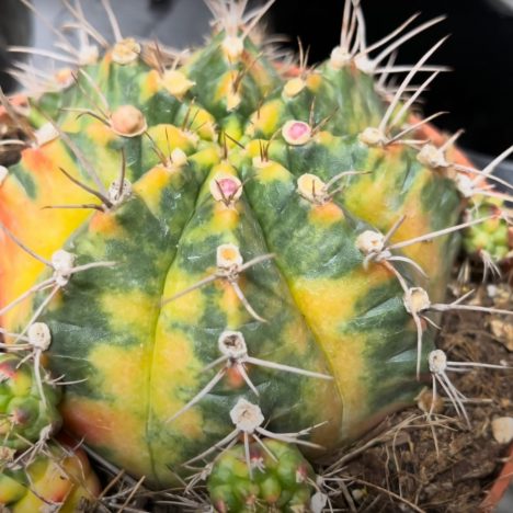 Why Everyone Is Obsessed With This GTA Garden Center | Plant Shopping @ VALLEYVIEW Gardens 🤗