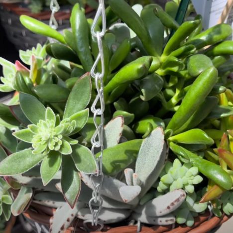 Uncommon Plants and Classic Beauties Harpers Has It All | Plant Shopping 🍃
