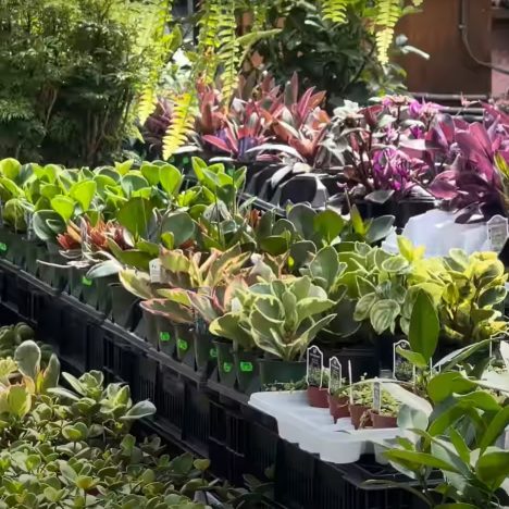 This Bonsai Show Will Leave You Speechless… (Misseto Bonsai Club)