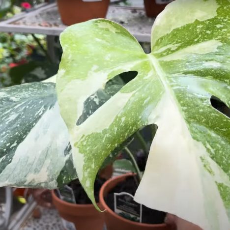 Found It! 👀The DocBlock® Michelle™ is REAL 🌿 ( Plant Shopping at The Home Depot)