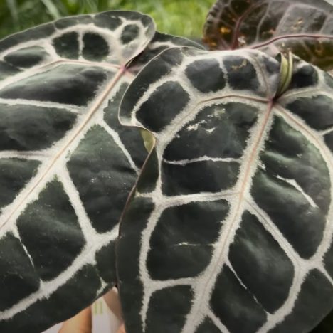I Braved a Heatwave to Explore Belgian Nursery and It Was Worth It (Plant Shopping)