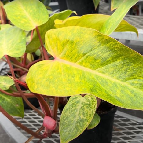NEW Alocasia Drops! Rare Plants at INSANE Prices! ( Plant shopping at Colasanti’s )