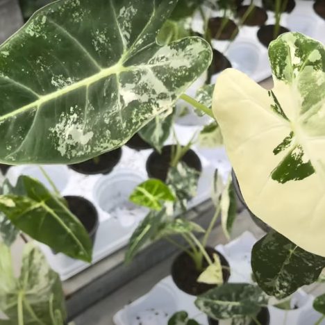 Is This the BEST Time to Buy Plants from Home Depot? 🤗