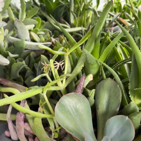 NEW Alocasia Drops! Rare Plants at INSANE Prices! ( Plant shopping at Colasanti’s )