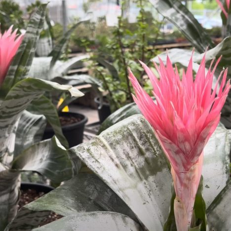 Is This the BEST Time to Buy Plants from Home Depot? 🤗