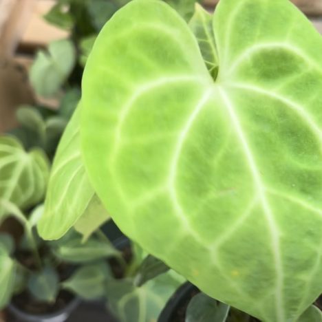 You Won’t Believe How These Plants Are Surviving the Heat ( Plant Shopping @ Jade Gardens) 👌🏽🤗