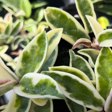 I Found the BEST Monstera Albo Plants in the City 🌿 (You Won’t Believe the Prices!) VALLEYVIEW