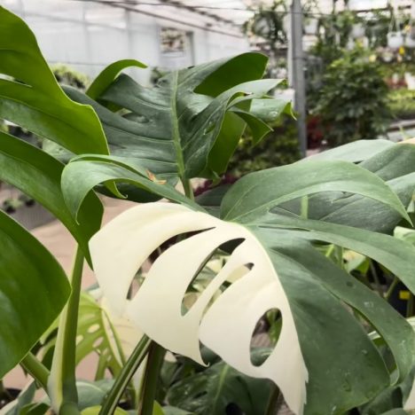 Plant Shopping on a Budget? This Place Is a Hidden Gem! (MISSISSAUGA Greenhouses 👌🏽)