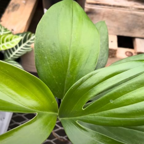 Why Every Plant Lover Needs to Visit This Nursery 👀 | VERMEER’S