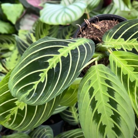 This Plant Store Near Niagara Falls Is a Tropical Jungle – Full Tour! Plant Shopping @COUNTRYBASKET