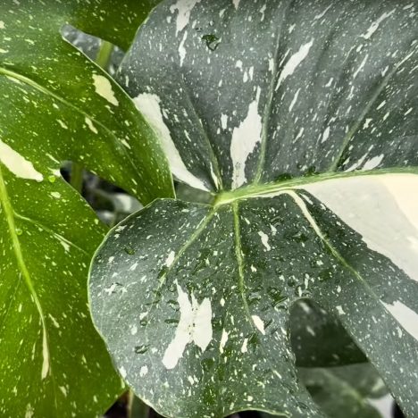 My Ultimate PLANT SHOPPING DAY at Harper’s 🤗