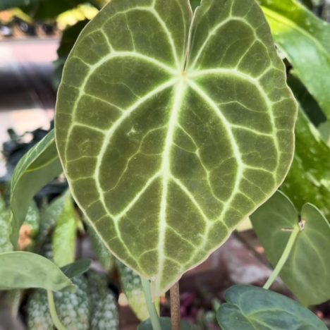 Colasanti’s Plant Drop Will Blow Your Mind 🤯 | Plant Shopping