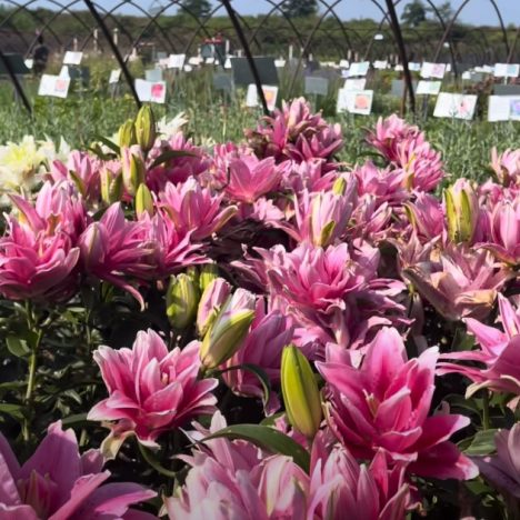 I Finally Returned to Terra | Plant Shopping Trip