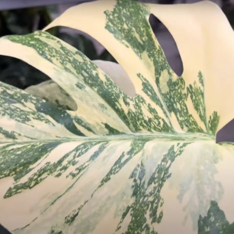 $6 Plants, Rare Finds & Succulent Gems at Japan Festival Canada | Plant Shopping