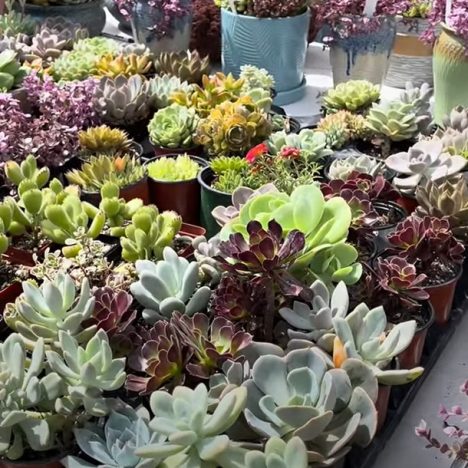 The Best Home Depot Plant Shopping Experience Ever 😮