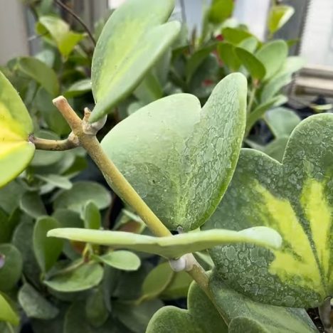 Plant Shopping Just Got Serious 🧐 Hoya, Monstera Albo and more ( Valleyview)