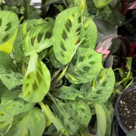 $2.99 HOYA Shopping Spree @Colasanti’s