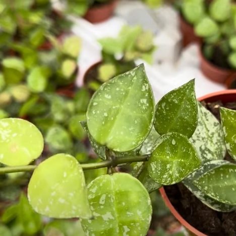 Jaw Dropping Plants & Prices 😮| Plant Shopping at Colasanti’s