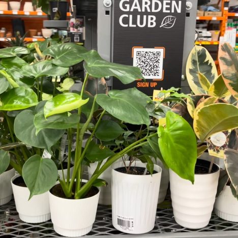Indoor Plants You Cannot Miss 🤗| Plant Shopping at Harper’s