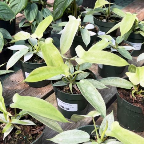 BEST Local Plant Finds You Can’t Miss (MISSISSAUGA GREENHOUSES)