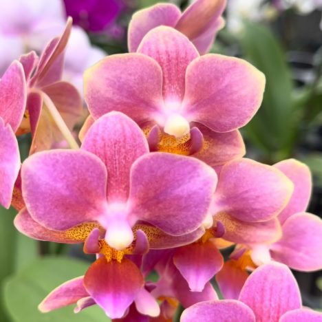 Indoor Plants You Cannot Miss 🤗| Plant Shopping at Harper’s