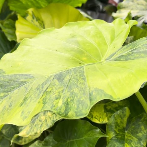 🚨 Warning Watching This Will Make You Buy More Plants | Crystal Star Nusery