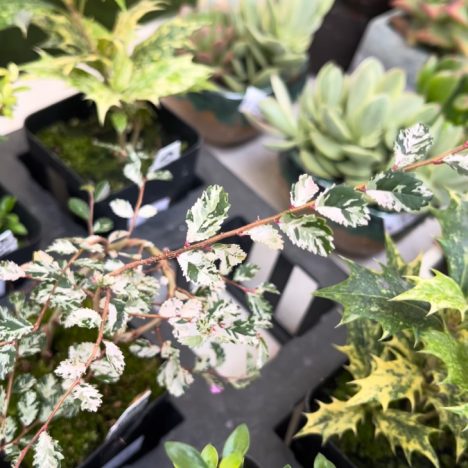 Is Home Depot the New Spot for Rare Indoor Plants 🧐