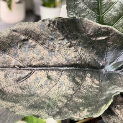 🚨 Warning Watching This Will Make You Buy More Plants | Crystal Star Nusery