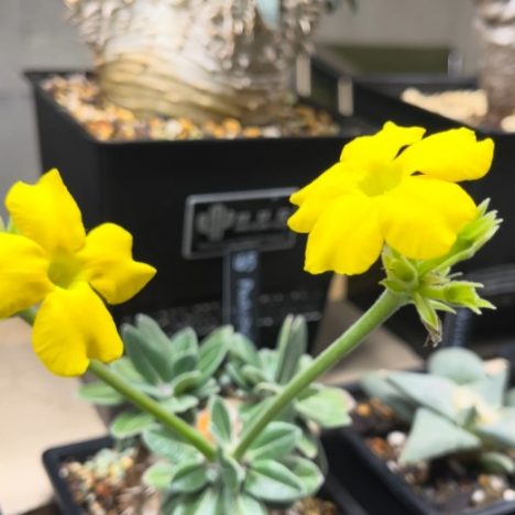 Is Home Depot the New Spot for Rare Indoor Plants 🧐