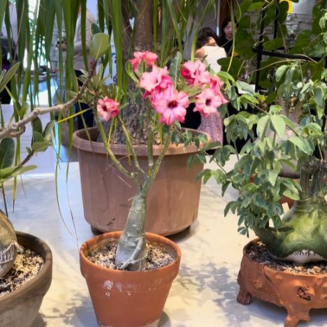 Rona vs Canadian Tire Plant Shopping Showdown
