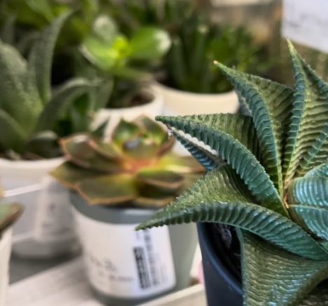 Why My Euphorbia ammak Is THAT Plant ⭐️