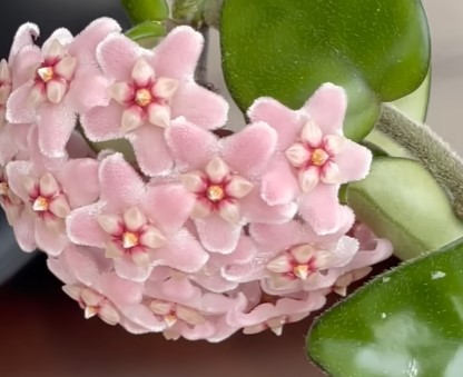 Low-Maintenance Succulent That Comes Alive in Spring 🌿 (Alluaudia ascendens)