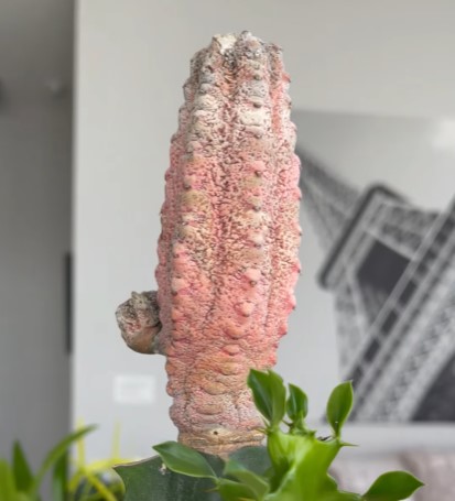 Low-Maintenance Succulent That Comes Alive in Spring 🌿 (Alluaudia ascendens)